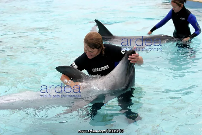  : Bottlenose Dolphin