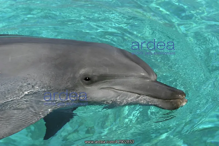 : Bottlenose Dolphin : Bottlenose Dolphin