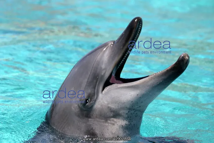  : Bottlenose Dolphin