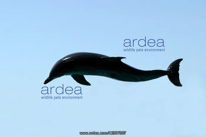  : Bottlenose Dolphin