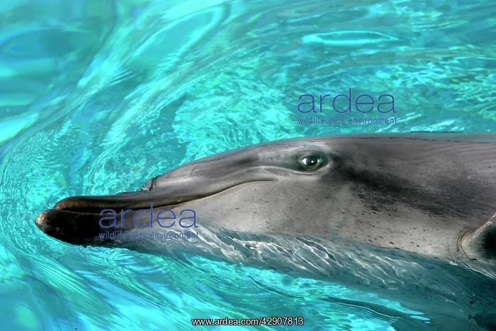: Bottlenose Dolphin : Bottlenose Dolphin