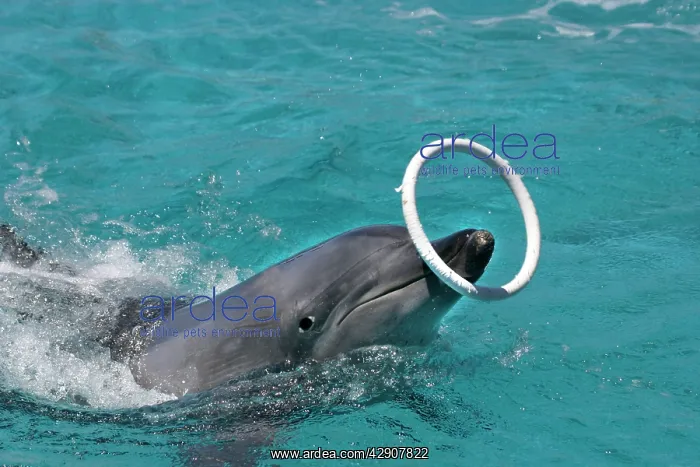 : Bottlenose Dolphin : Bottlenose Dolphin