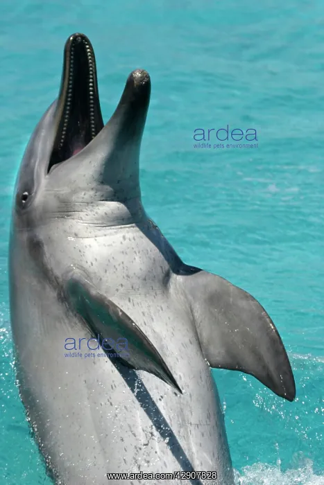 : Bottlenose Dolphin : Bottlenose Dolphin