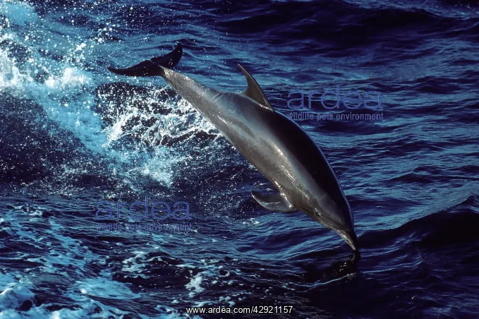 : Bottlenose dolphin : Bottlenose dolphin