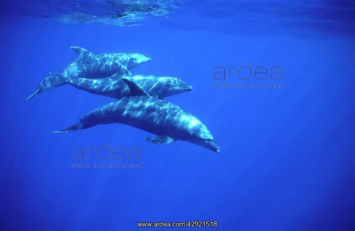 : Bottlenose dolphin : Bottlenose dolphin