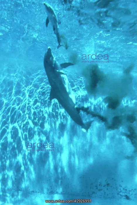: Bottlenose Dolphin : Bottlenose Dolphin