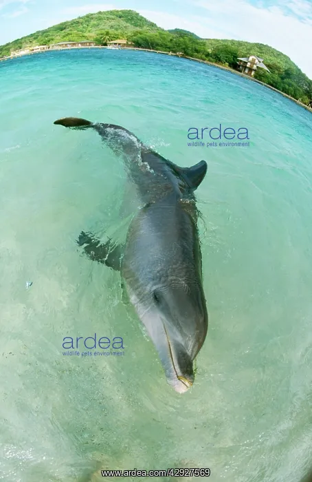  : Bottlenose DOLPHIN