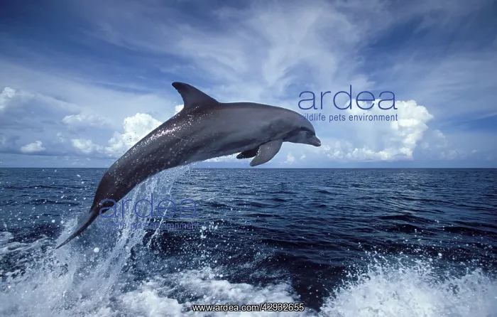 : Bottlenose dolphin : Bottlenose dolphin