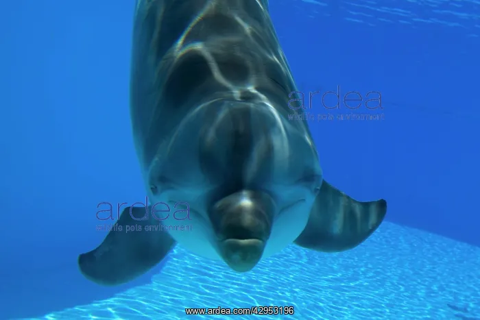 : Bottlenose Dolphin : Bottlenose Dolphin
