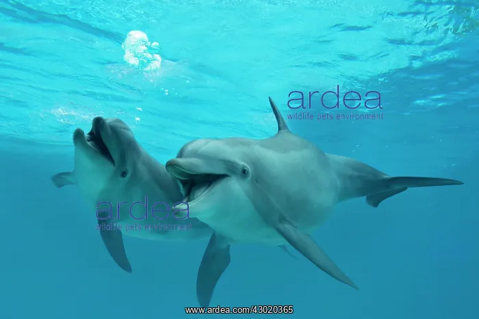 : Bottlenose Dolphin : Bottlenose Dolphin