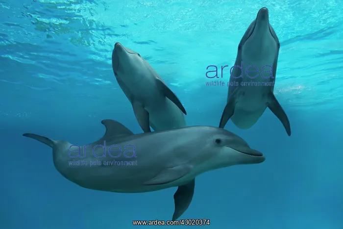 : Bottlenose Dolphin : Bottlenose Dolphin