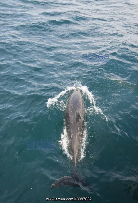 : Bottlenose dolphin : Bottlenose dolphin