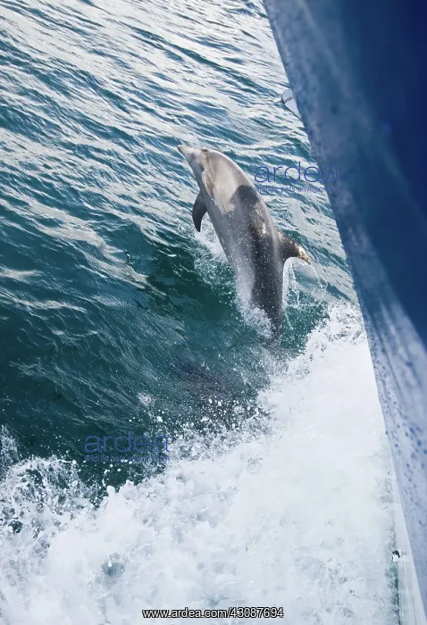 : Bottlenose dolphin : Bottlenose dolphin