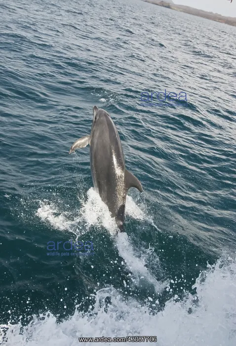  : Bottlenose dolphin