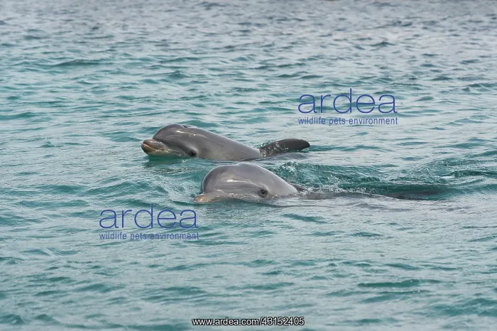 : Bottlenose Dolphin : Bottlenose Dolphin