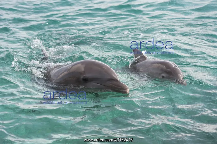 : Bottlenose Dolphin : Bottlenose Dolphin