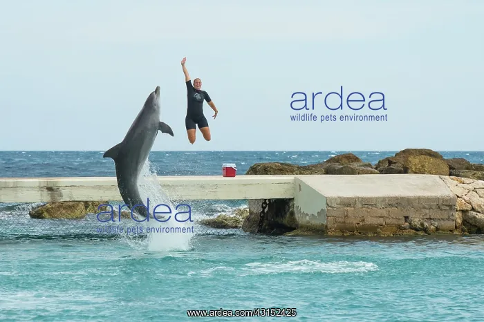 : Bottlenose Dolphin : Bottlenose Dolphin