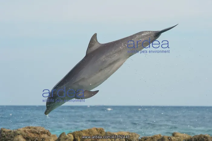 : Bottlenose Dolphin : Bottlenose Dolphin