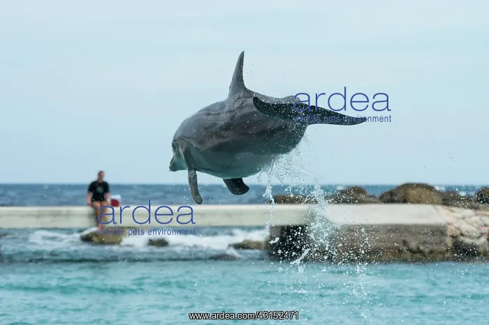 : Bottlenose Dolphin : Bottlenose Dolphin