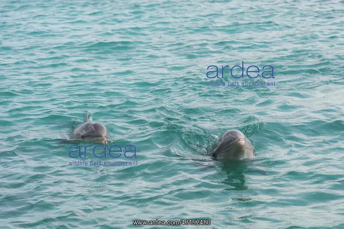: Bottlenose Dolphin : Bottlenose Dolphin