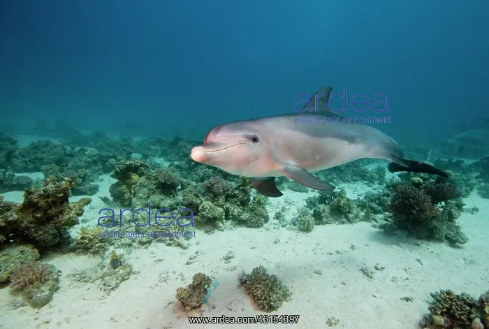 : Bottlenose Dolphin : Bottlenose Dolphin