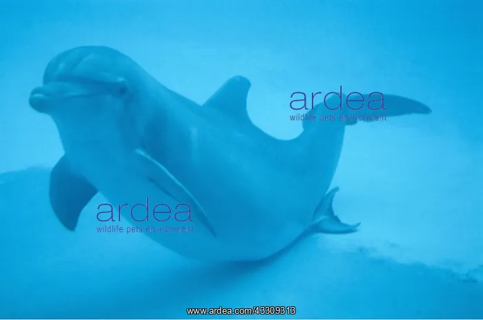 : Bottlenose Dolphin : Bottlenose Dolphin