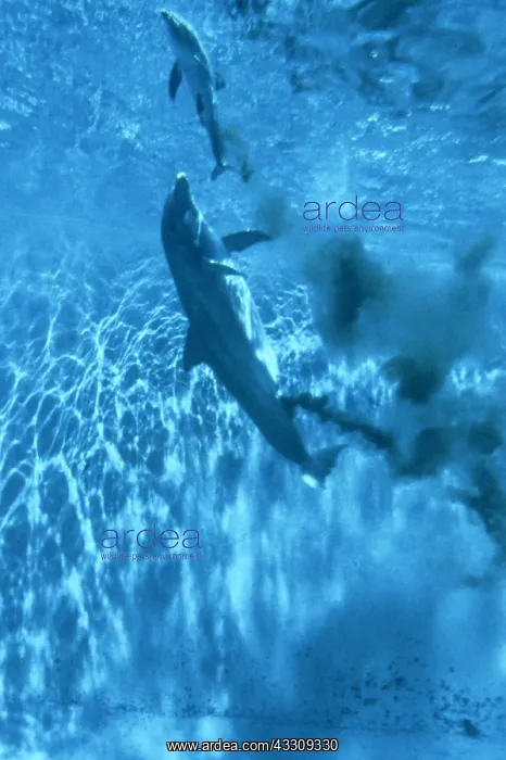 : Bottlenose Dolphin : Bottlenose Dolphin