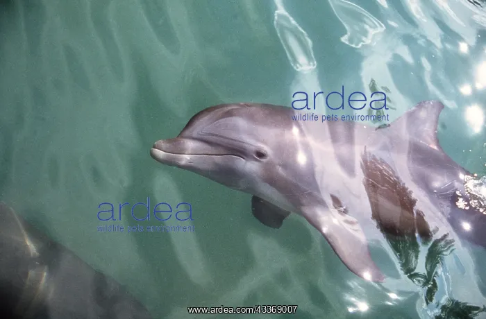 : Bottlenose Dolphin : Bottlenose Dolphin
