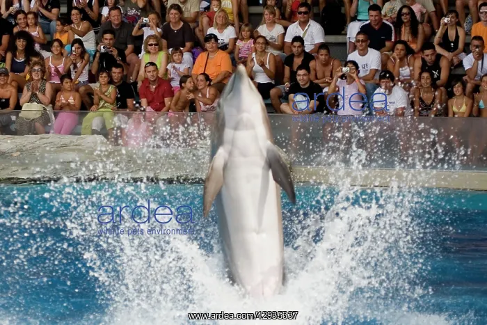 : Bottlenose Dolphin amusing the crowd with a tail dance : Bottlenose Dolphin amusing the crowd with a tail dance