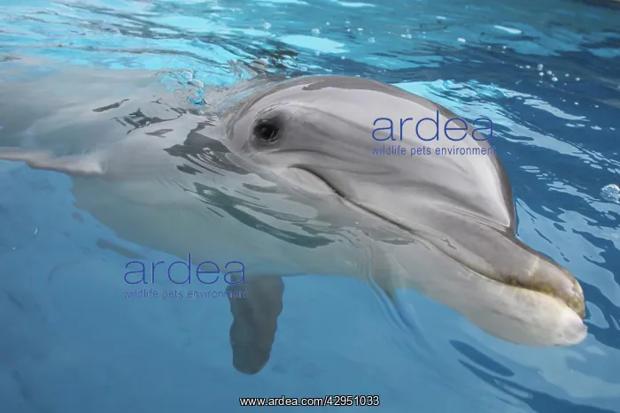 : Bottlenose Dolphin - appearing just above surface : Bottlenose Dolphin - appearing just above surface