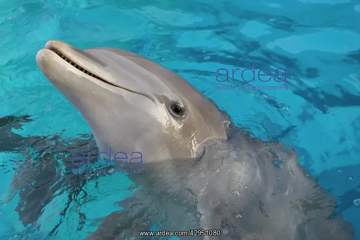  : Bottlenose Dolphin - appearing with nose above surface