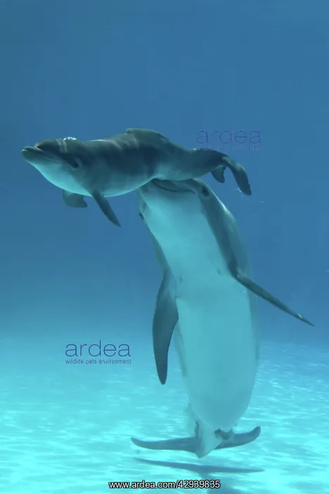 : Bottlenose Dolphin - Baby / Calf dolphin being : Bottlenose Dolphin - Baby / Calf dolphin being