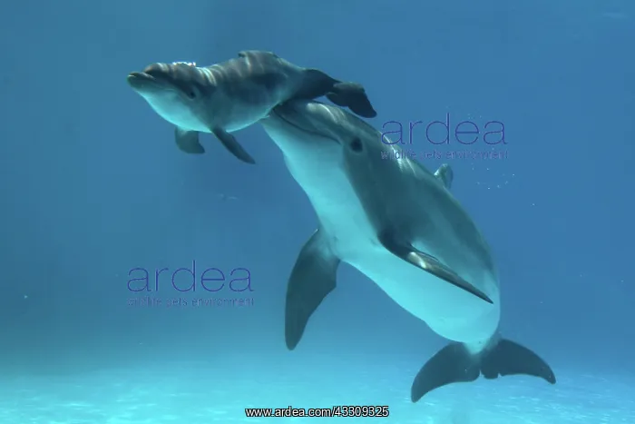 : Bottlenose Dolphin - Baby / Calf dolphin being nudged : Bottlenose Dolphin - Baby / Calf dolphin being nudged
