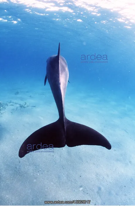 : Bottlenose Dolphin - from behind, shows tail : Bottlenose Dolphin - from behind, shows tail