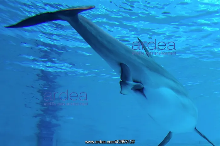 : Bottlenose Dolphin - birth process has started : Bottlenose Dolphin - birth process has started