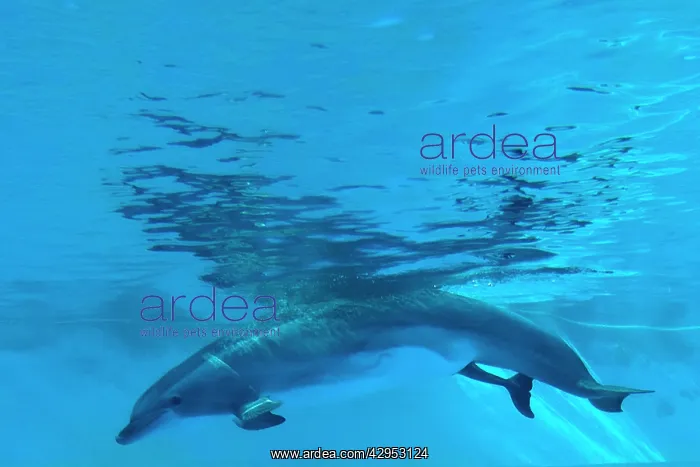 : Bottlenose Dolphin - birth process has started : Bottlenose Dolphin - birth process has started