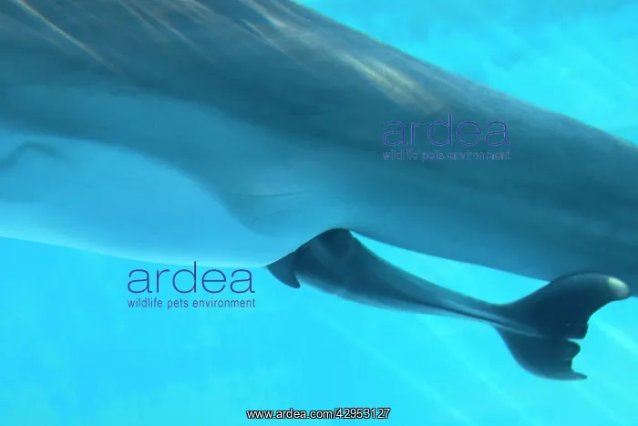 : Bottlenose Dolphin - birth process has started : Bottlenose Dolphin - birth process has started