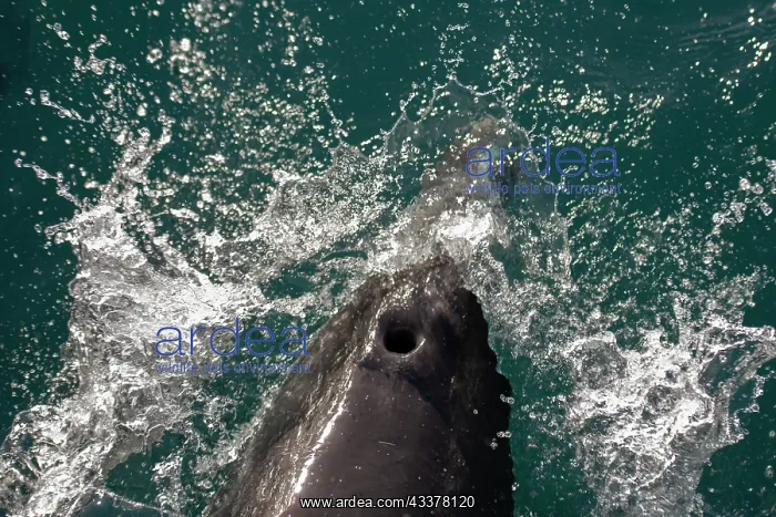 : Bottlenose Dolphin blowhole : Bottlenose Dolphin blowhole