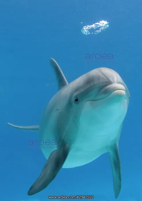 : Bottlenose dolphin - blowing air bubble : Bottlenose dolphin - blowing air bubble