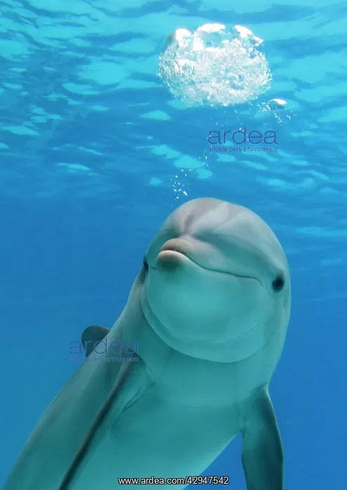 : Bottlenose dolphin - blowing air bubbles underwater : Bottlenose dolphin - blowing air bubbles underwater