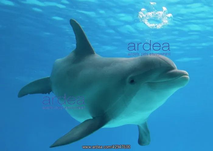 : Bottlenose dolphin - blowing air bubbles underwater : Bottlenose dolphin - blowing air bubbles underwater