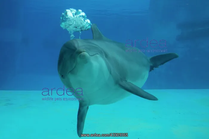 : Bottlenose Dolphin - blowing air bubbles underwater : Bottlenose Dolphin - blowing air bubbles underwater