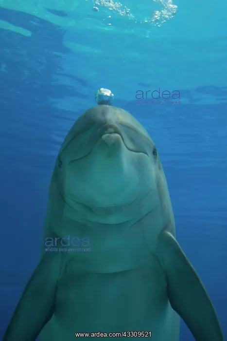 : Bottlenose Dolphin - blowing air bubbles underwater : Bottlenose Dolphin - blowing air bubbles underwater