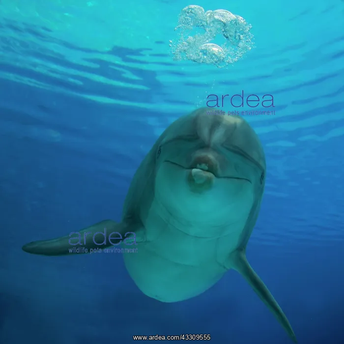 : Bottlenose Dolphin - blowing air bubbles underwater : Bottlenose Dolphin - blowing air bubbles underwater