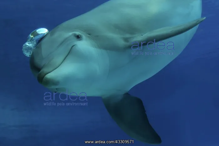 : Bottlenose Dolphin - blowing air bubbles underwater : Bottlenose Dolphin - blowing air bubbles underwater