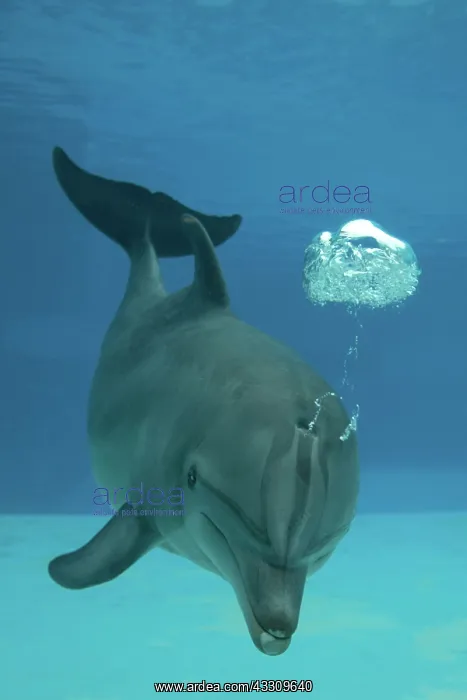 : Bottlenose Dolphin - blowing air bubbles underwater : Bottlenose Dolphin - blowing air bubbles underwater