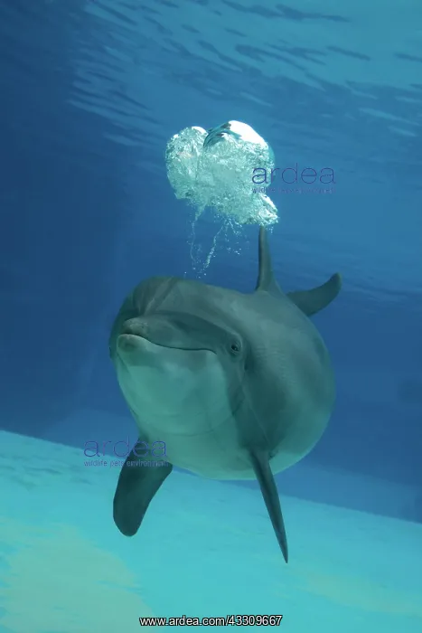 : Bottlenose Dolphin - blowing air bubbles underwater : Bottlenose Dolphin - blowing air bubbles underwater