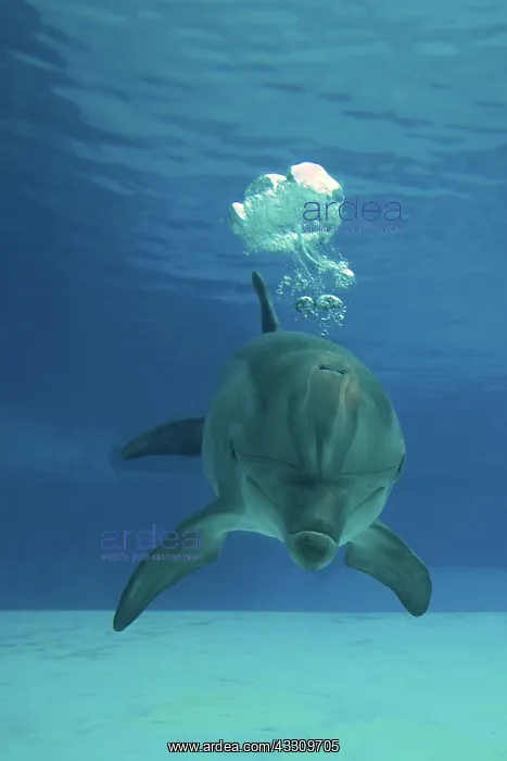 : Bottlenose Dolphin - blowing air bubbles underwater : Bottlenose Dolphin - blowing air bubbles underwater