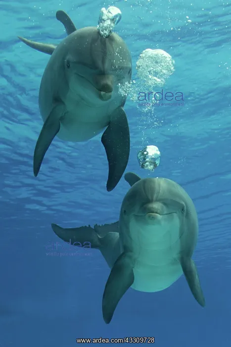  : Bottlenose Dolphin - blowing air bubbles underwater