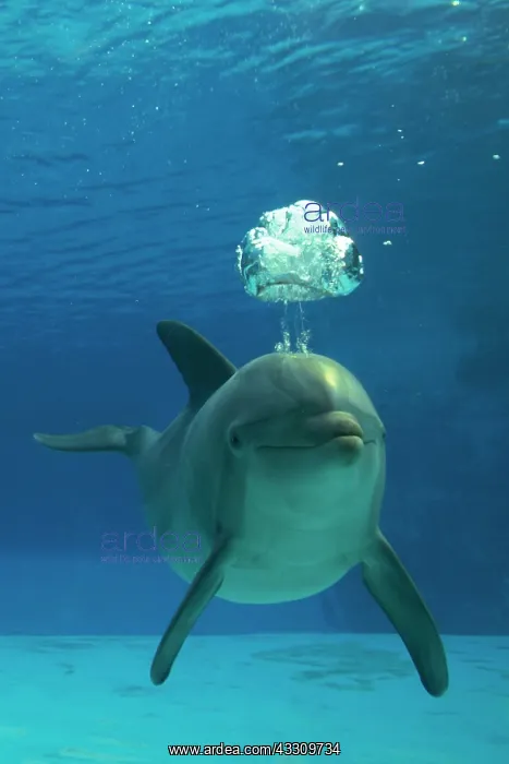 : Bottlenose Dolphin - blowing air bubbles underwater : Bottlenose Dolphin - blowing air bubbles underwater